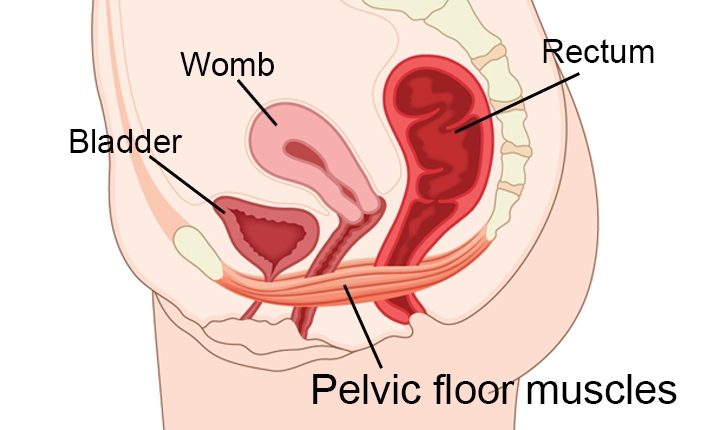 pelvic floor image anatomy