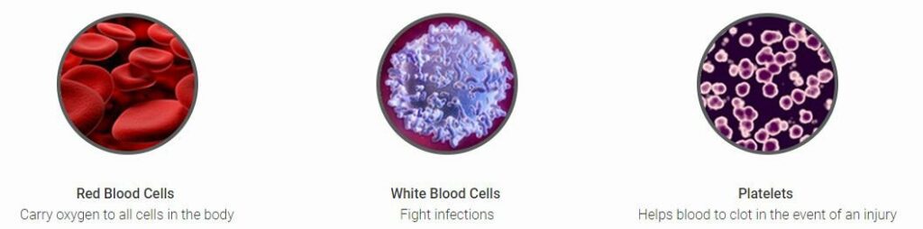 red blood cells white blood cells and platelets - Cord Blood Banking