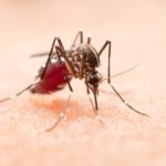 dengue symptoms, aedes aegypti mosquito