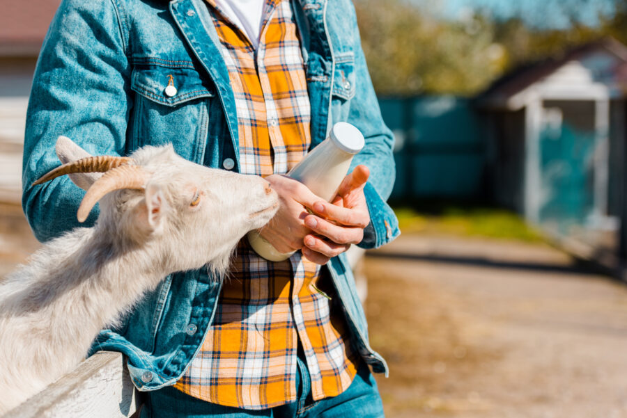 cropped image of male farmer with bottle of milk and goat standing near wooden fence at farm