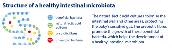 structure of a healthy intestinal microbiota