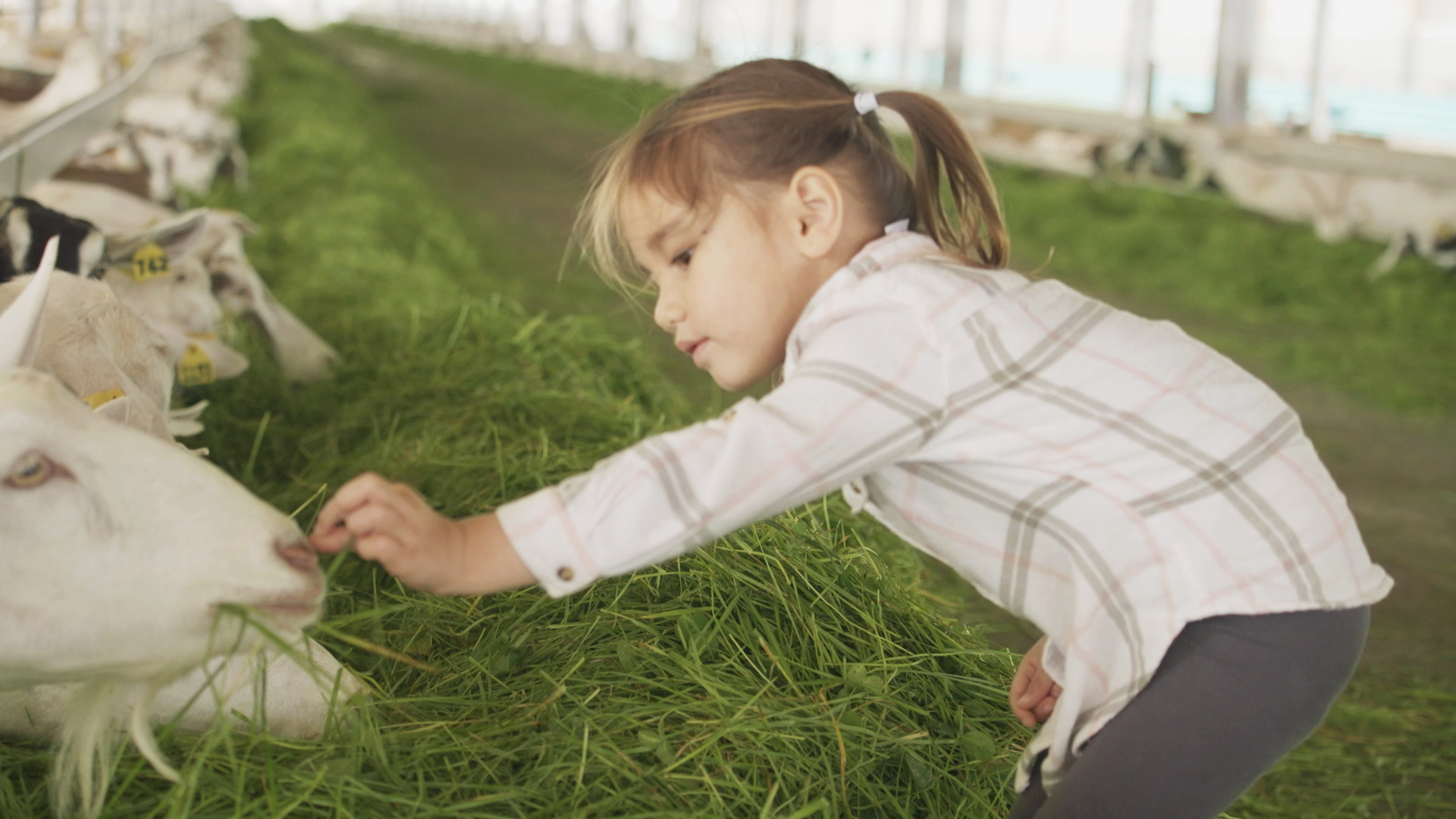 7 Things Parents Should Consider When Considering Goat Milk Formula for Your Little One