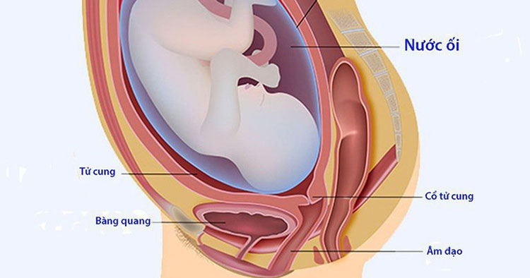 Thai nhi chèn ép vào bàng quang dẫn đến tình trạng đi tiểu nhiều